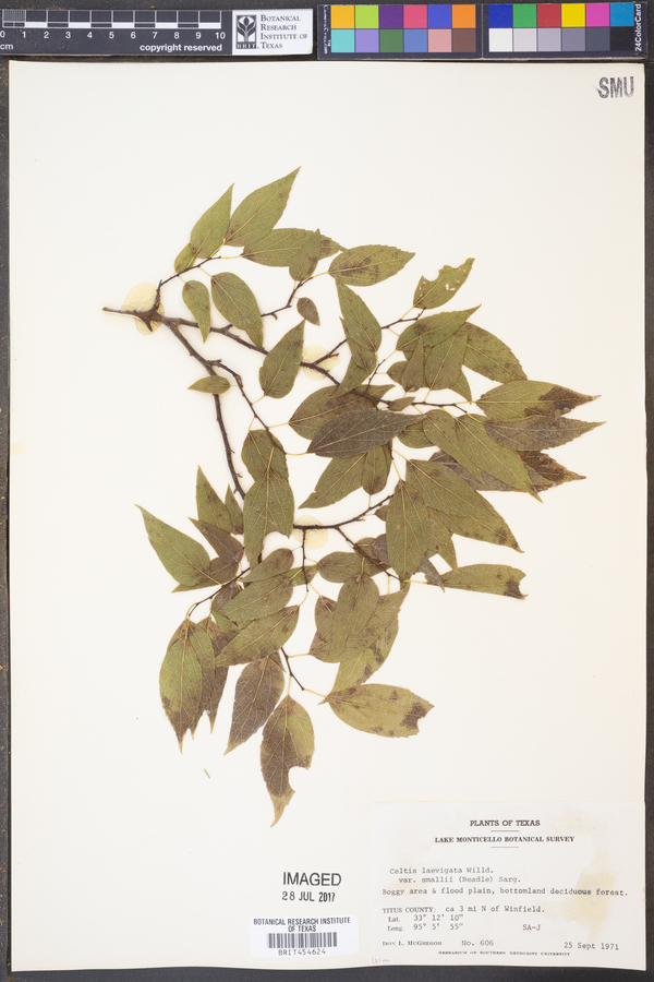 Celtis laevigata var. smallii image