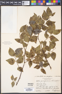 Celtis tenuifolia var. georgiana image