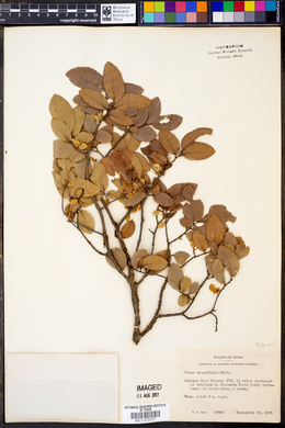 Ulmus crassifolia image