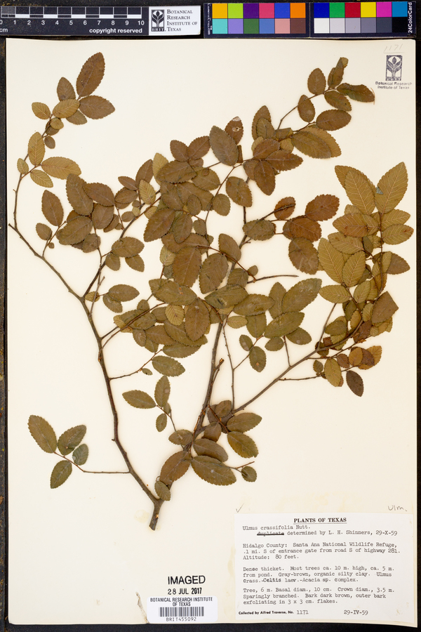 Ulmus crassifolia image