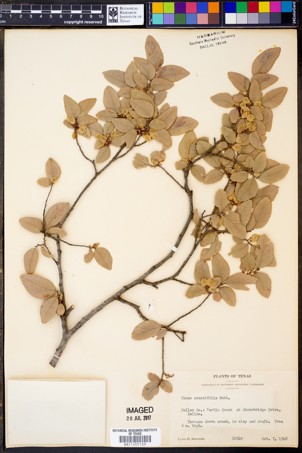 Ulmus crassifolia image