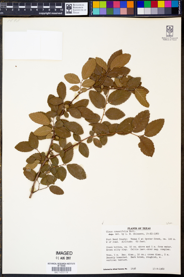 Ulmus crassifolia image
