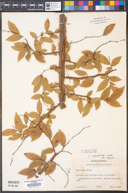 Ulmus alata image