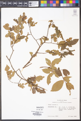 Ulmus alata image