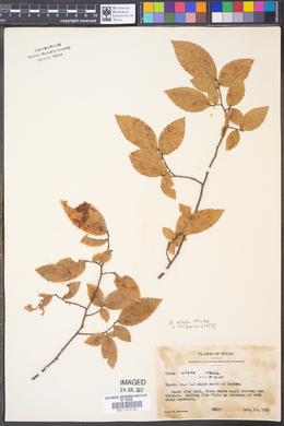 Ulmus alata image