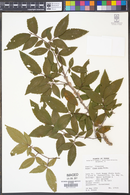 Ulmus alata image