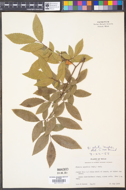 Ulmus alata image