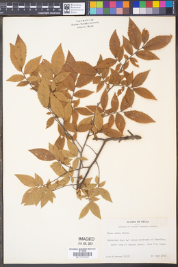 Ulmus alata image