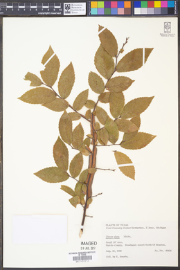 Ulmus alata image