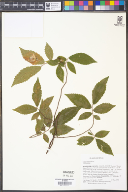 Ulmus alata image