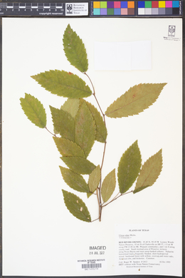 Ulmus alata image