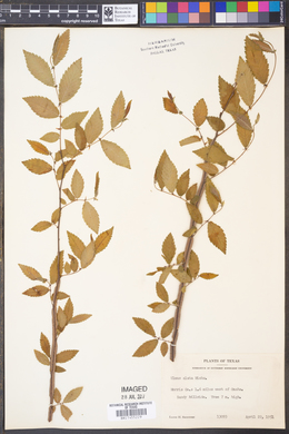 Ulmus alata image