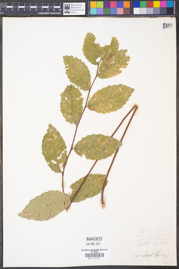 Ulmus alata image