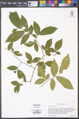 Ulmus alata image