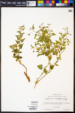 Solanum triquetrum image