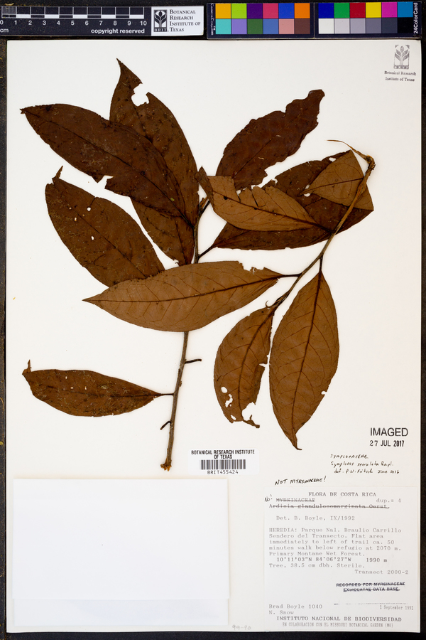 Symplocos serrulata image