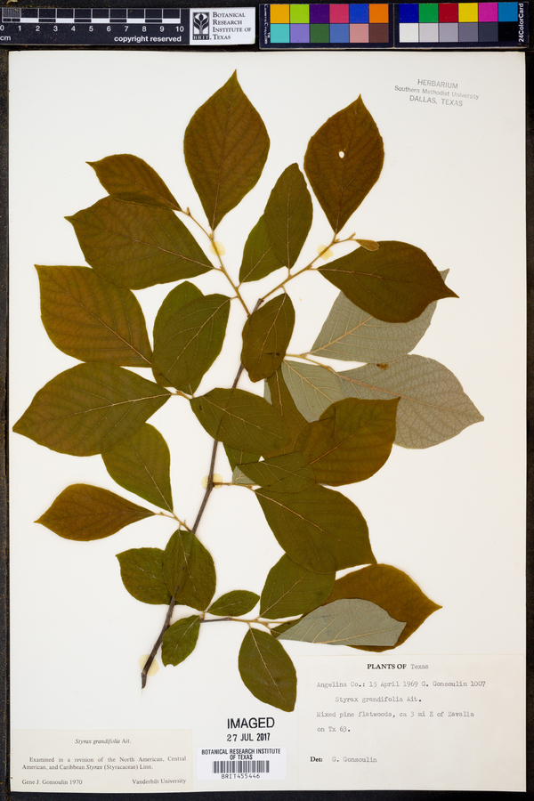 Styrax grandifolius image