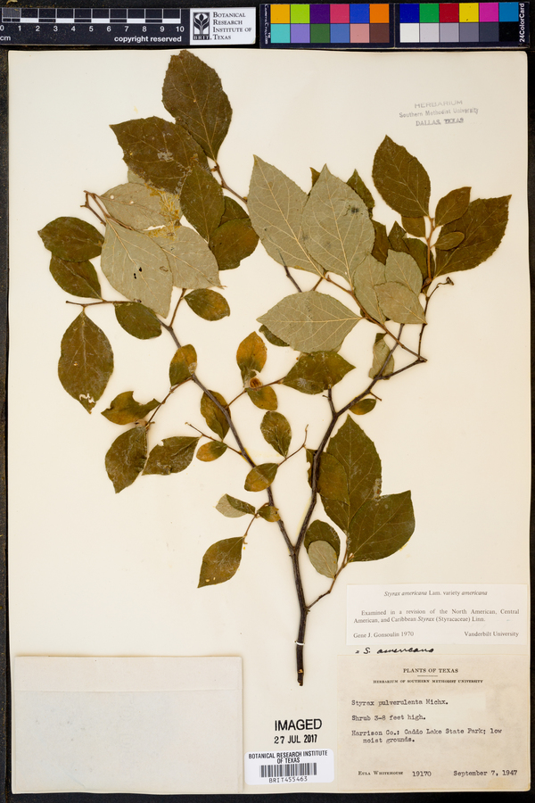 Styrax americanus var. americanus image