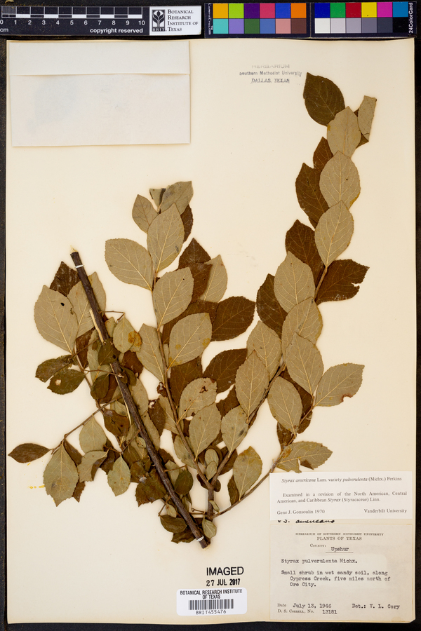 Styrax americanus image