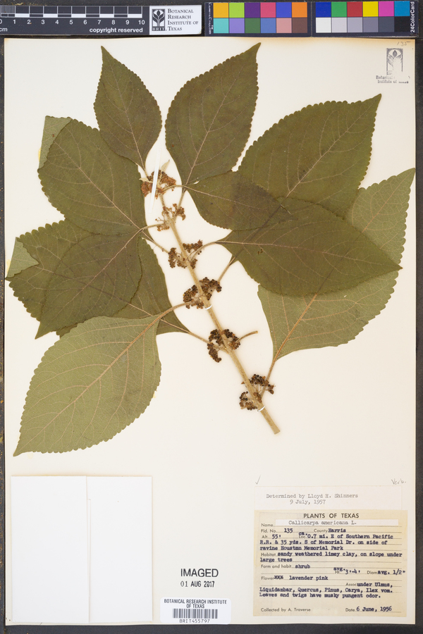 Callicarpa americana image