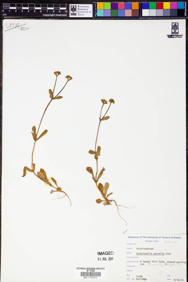 Valerianella amarella image