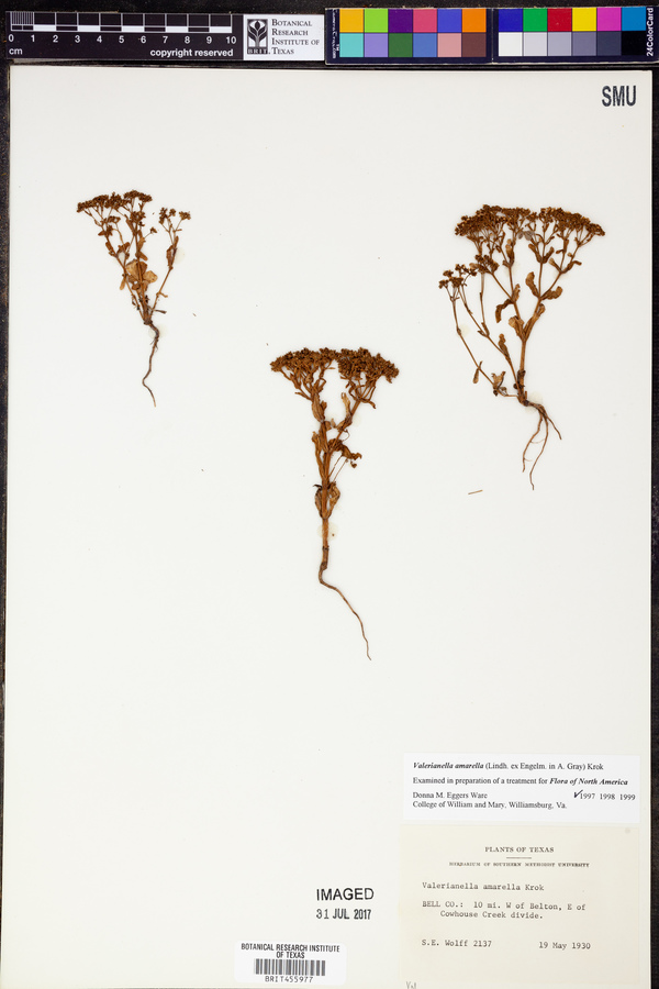 Valerianella amarella image
