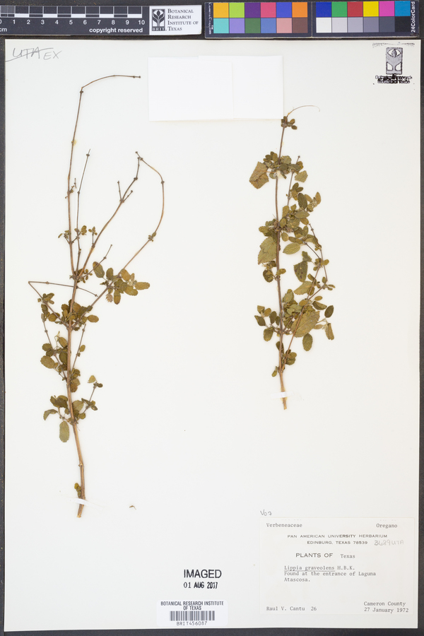 Lippia graveolens image