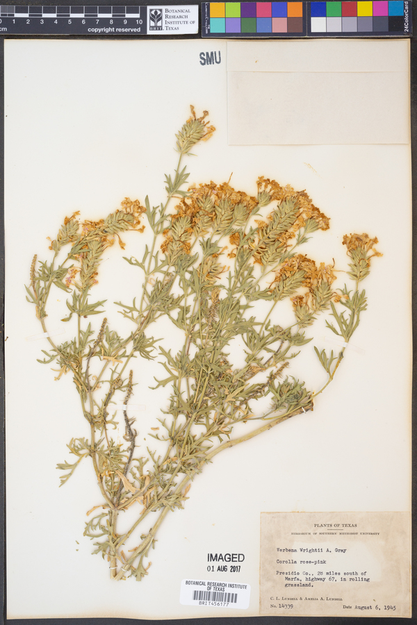 Glandularia wrightii image