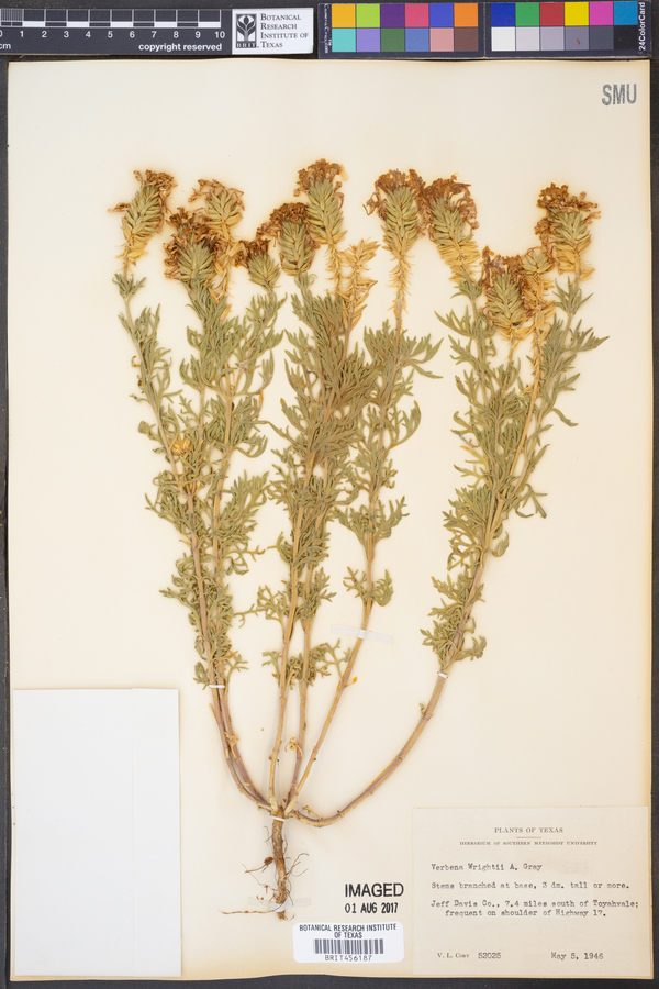 Glandularia wrightii image