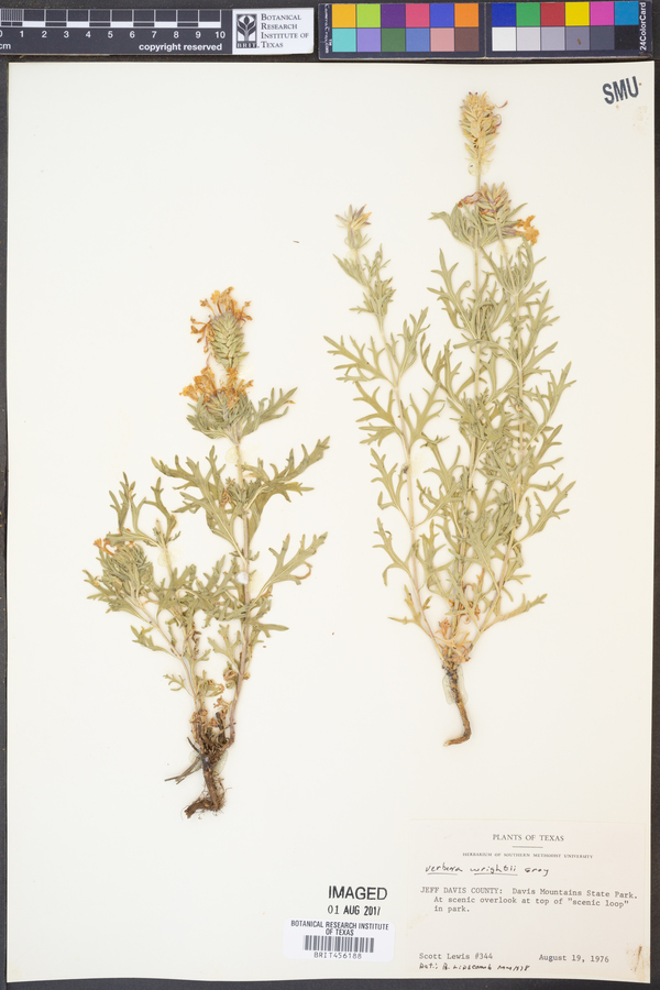 Glandularia wrightii image