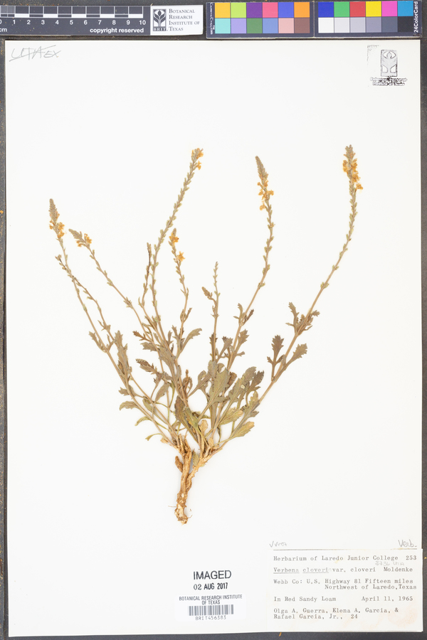 Verbena cloveri image
