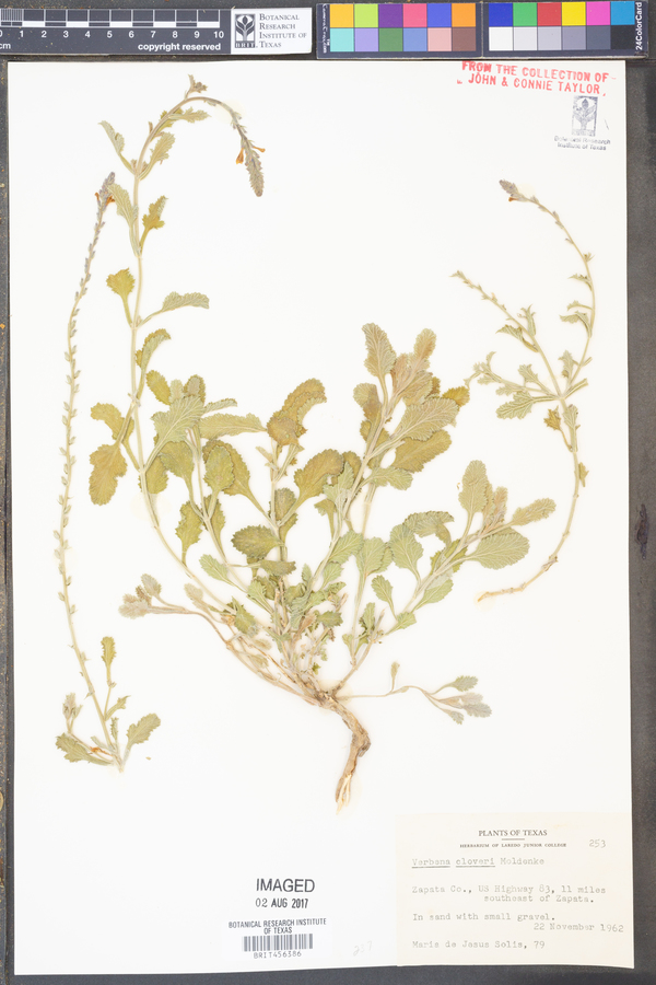 Verbena cloveri image
