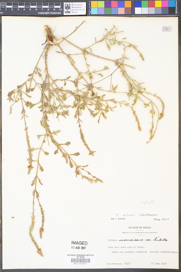 Verbena cloveri image
