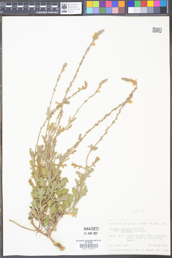 Verbena cloverae var. lilacina image