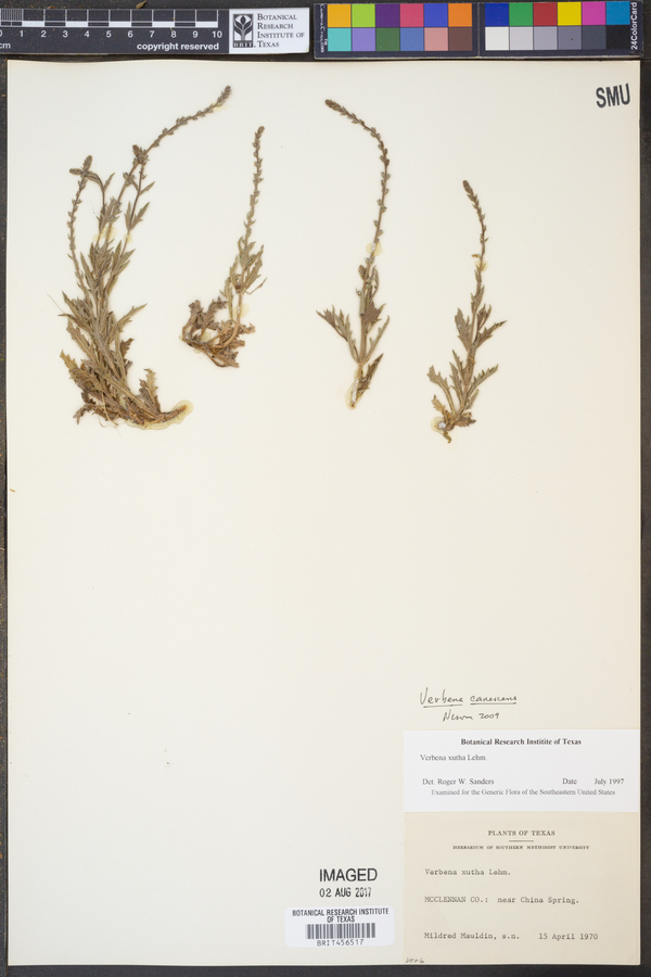 Verbena canescens image