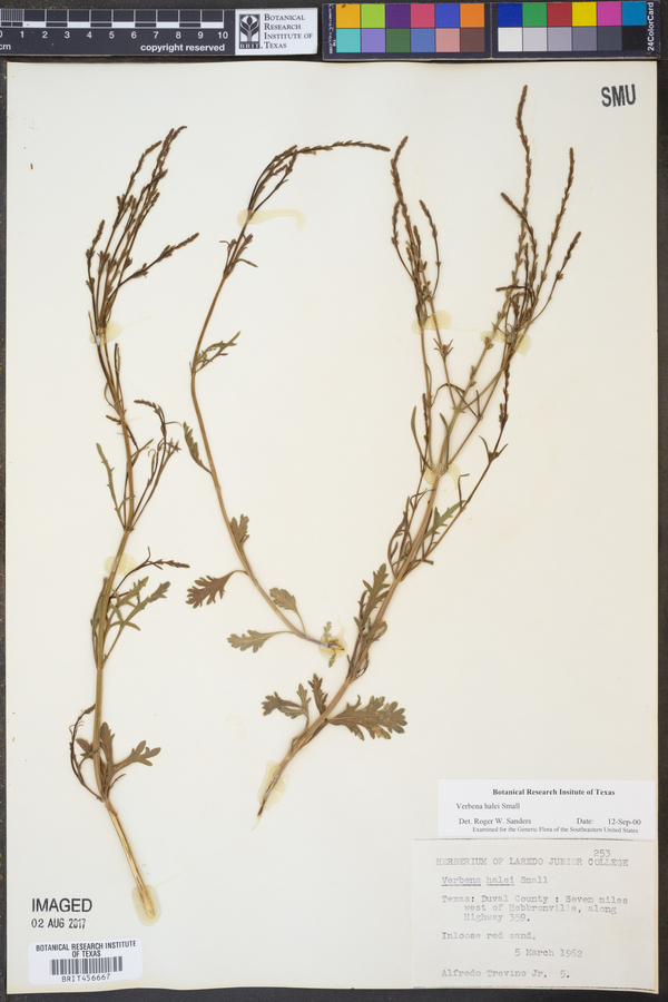Verbena halei image