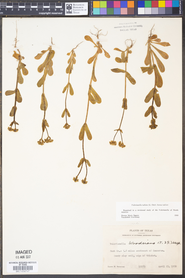 Valerianella radiata image