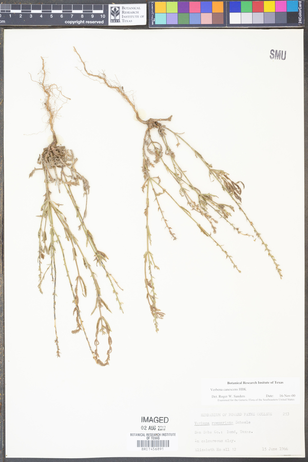 Verbena canescens image