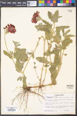 Glandularia × hybrida image