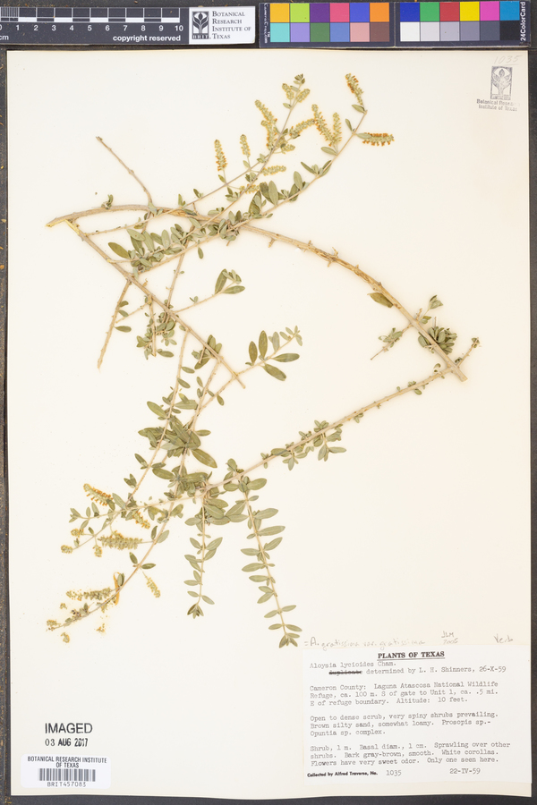 Aloysia gratissima var. gratissima image