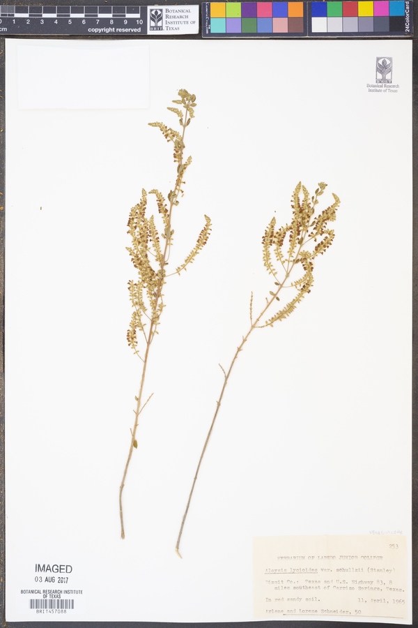 Aloysia gratissima var. schulziae image