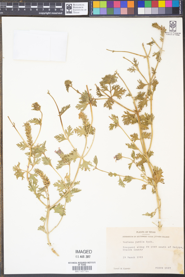 Verbena pumila image