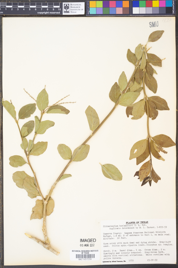 Citharexylum berlandieri image