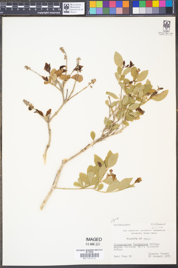 Citharexylum berlandieri image