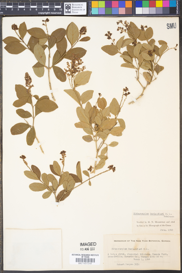 Citharexylum berlandieri image