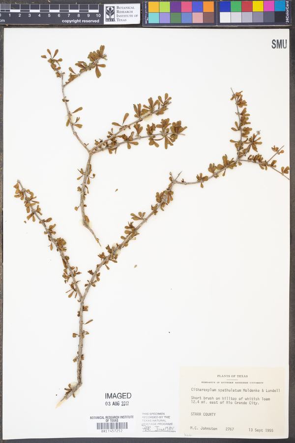 Citharexylum spathulatum image