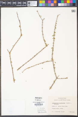 Image of Citharexylum spathulatum