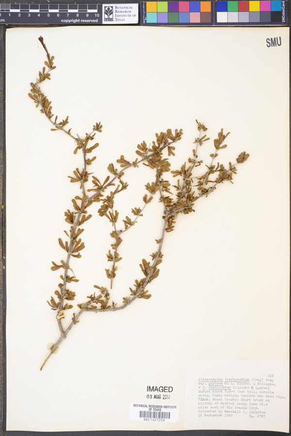 Citharexylum brachyanthum image