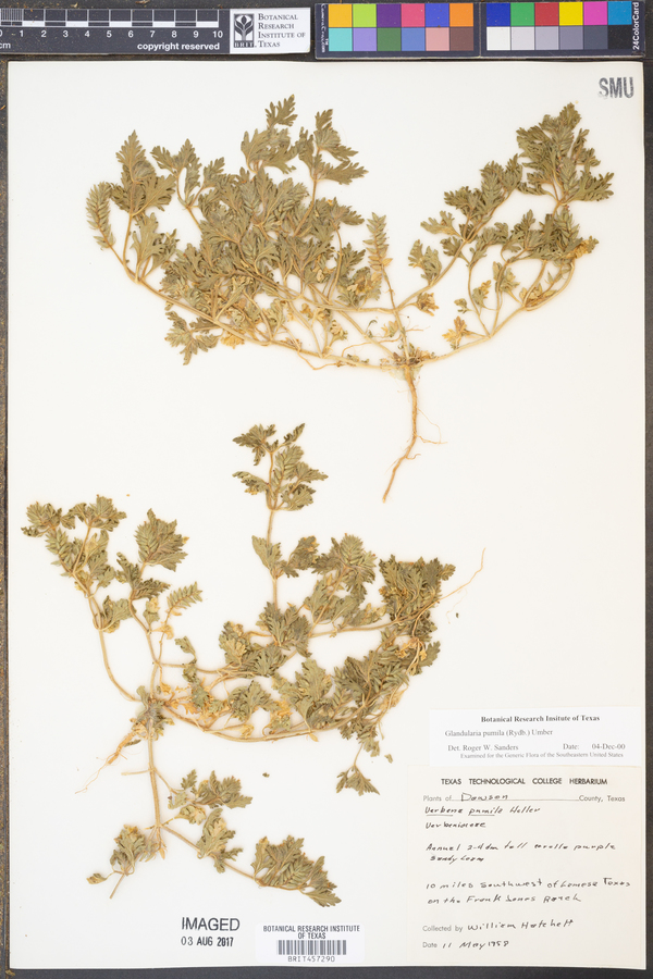 Glandularia pumila image