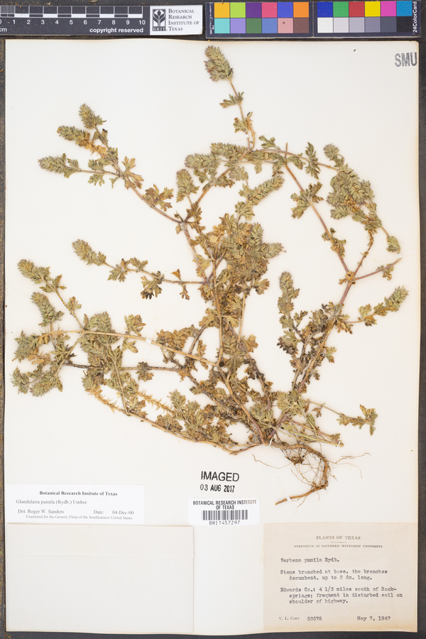 Glandularia pumila image